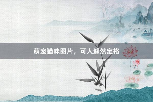 萌宠猫咪图片，可人遽然定格